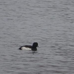 Tufted Duck