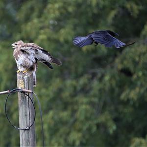 Mäusebussard