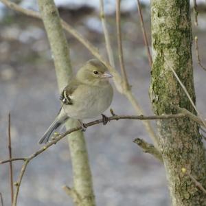 Eurasian Chaffinch