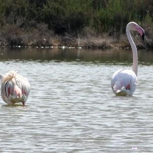 Greater Flamingo