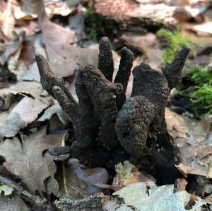 Dead Man`s Fingers