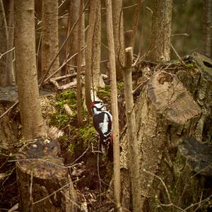 Great Spotted Woodpecker