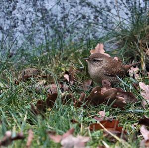 Winter Wren