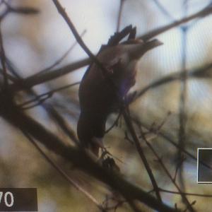 Hawfinch