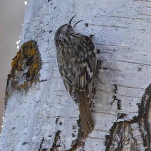 Eurasian Treecreeper