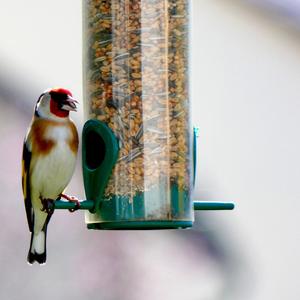 European Goldfinch