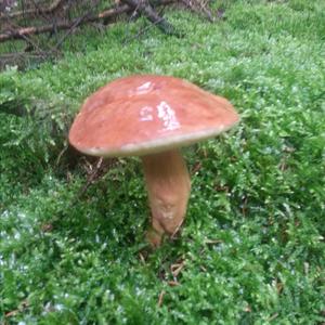 Bay Bolete