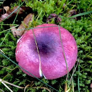 Wood Blewit