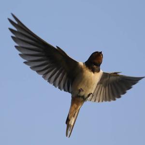 Barn Swallow