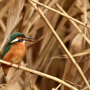 Common Kingfisher