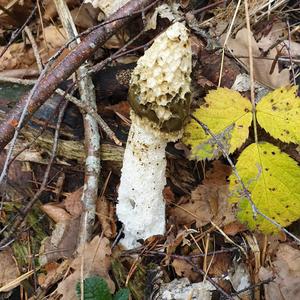 Stinkhorn, Common