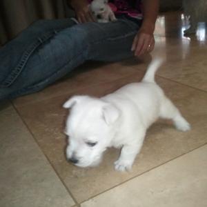 West Highland White Terrier