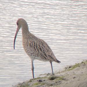 Eurasian Curlew