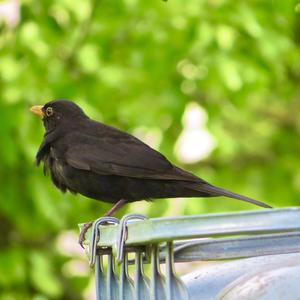 Eurasian Blackbird