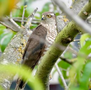 Eurasian Sparrowhawk