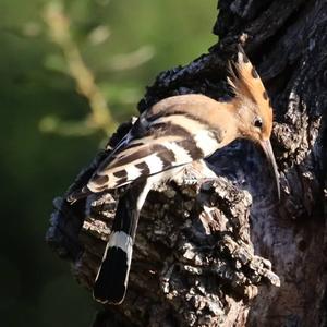 Eurasian Hoopoe