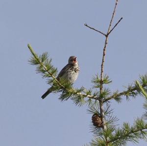 Tree Pipit