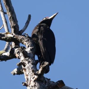 Black woodpecker