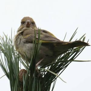 European Greenfinch