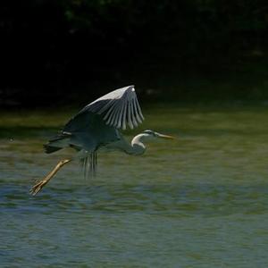 Grey Heron