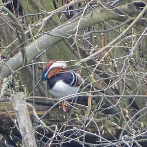 Mandarin Duck