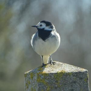 White Wagtail