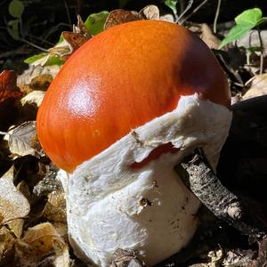 Caesar´s Mushroom