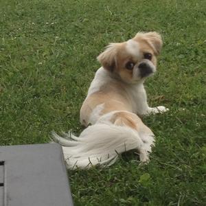 Pekingese