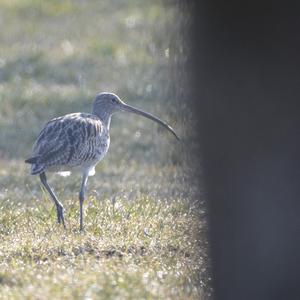 Großer Brachvogel