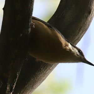 Wood Nuthatch