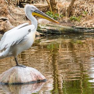 Dalmatian Pelican