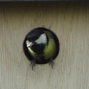 Great Tit