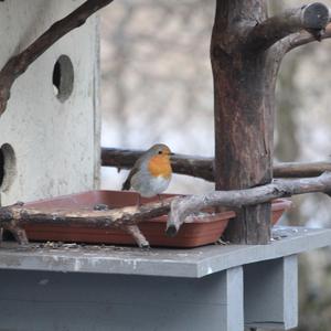 European Robin