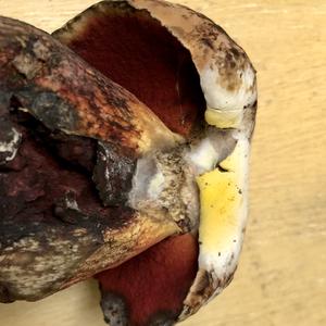 Dotted-stem Bolete