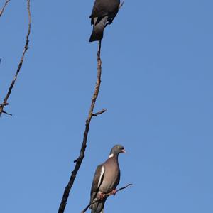 Common Wood-pigeon