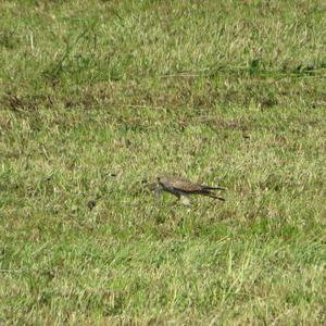 Common Kestrel