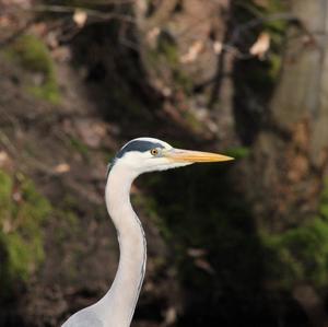 Grey Heron