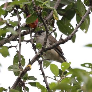 Blackcap