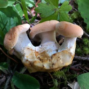 Hedgehog Fungus, Common