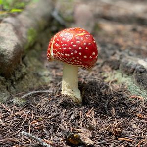 Fly Agaric