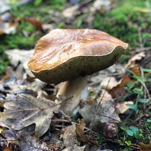 King Bolete