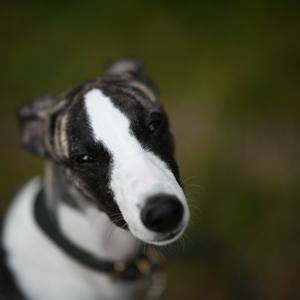 Whippet