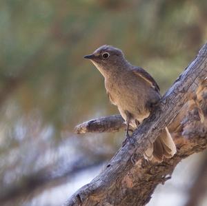 Blue-grey Gnatcatcher