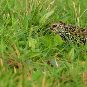 Common Starling