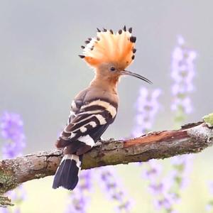 Eurasian Hoopoe