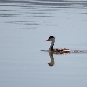 Western Grebe