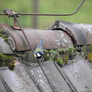 Great Tit