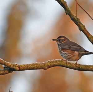 Redwing