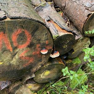 Red-belted Polypore