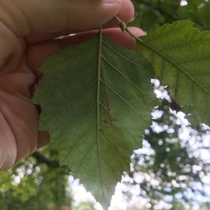 Unknown Species